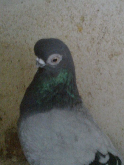 Krótkodziobe  Szczecińskie z Mistrzowskich hodowli z Niemiec i Polski