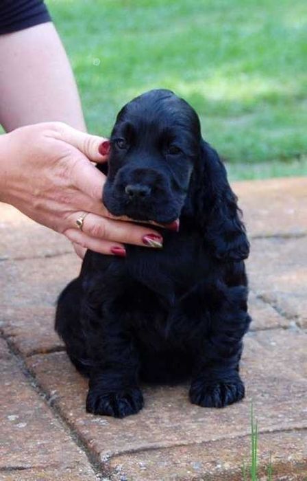 Чорні спаніелі для вашого дому