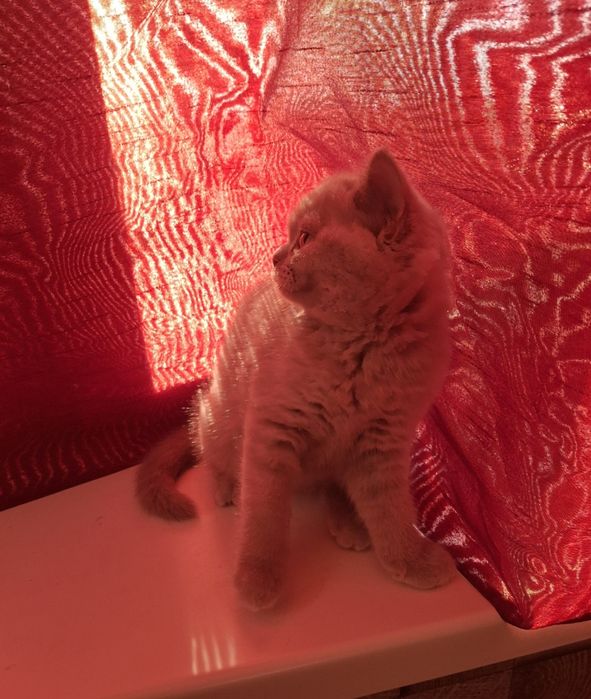 Передержка котов в квартире передержка животных