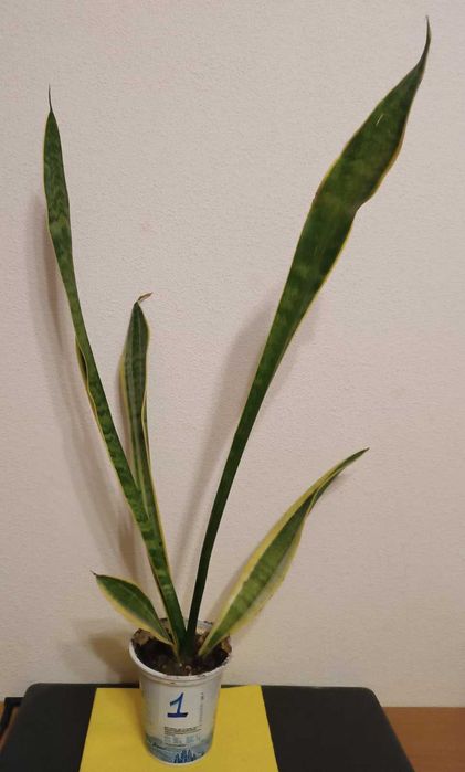 Сансевиерия окаймленная велика Sansevieria, тещін язик, щучий хвіст