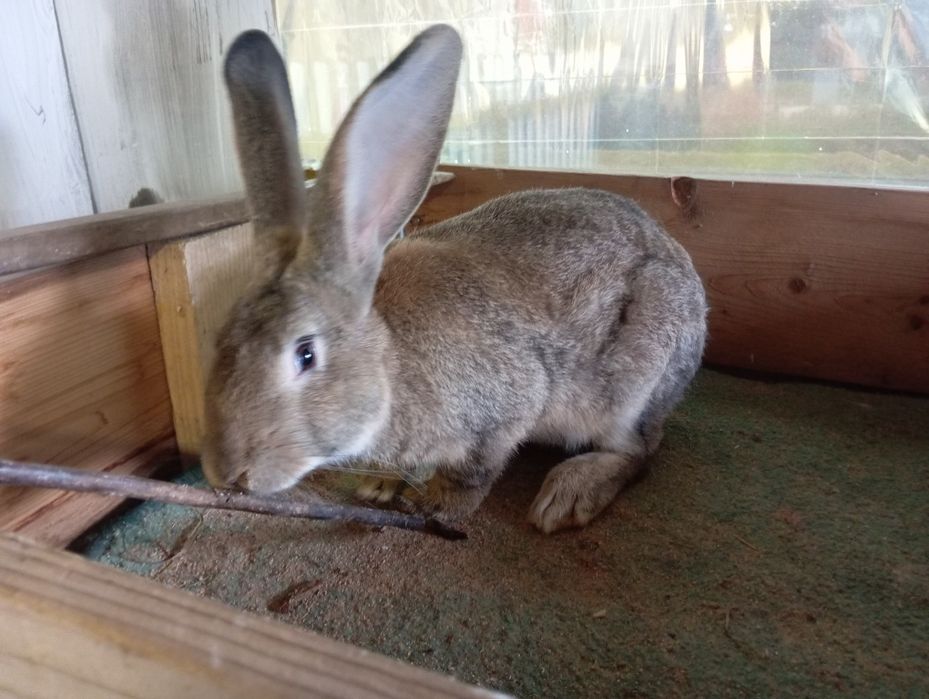 Продам кроликів.