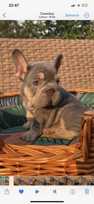 Бигроп девчка лилак. тан