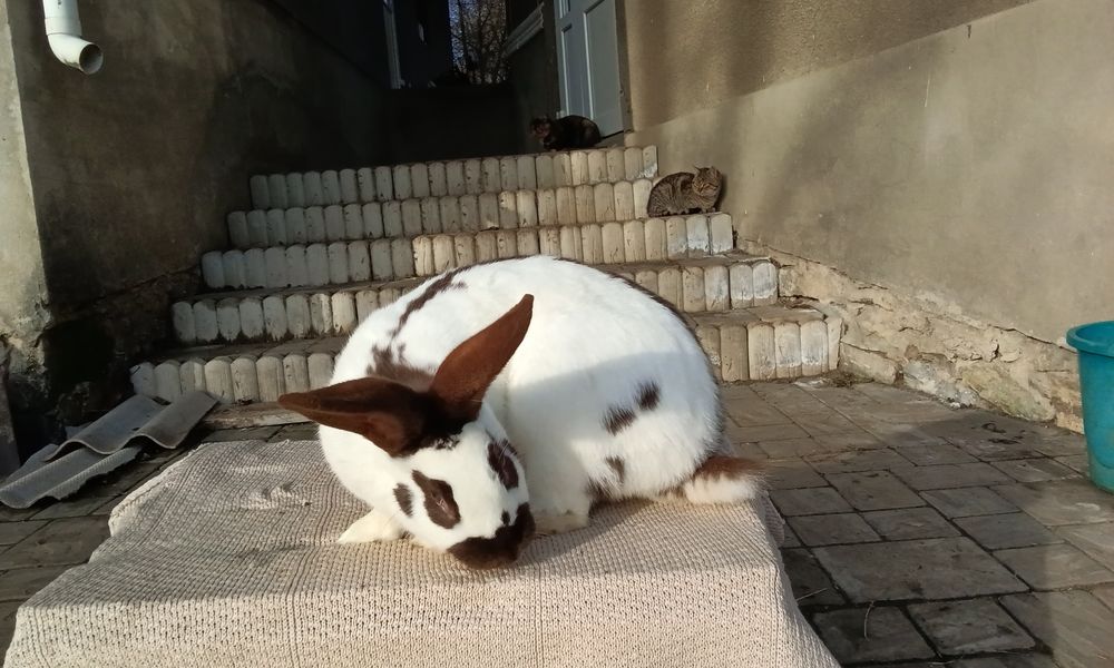 Кріличка породи Строкач Гавана вік 7 місяців вага 5,7