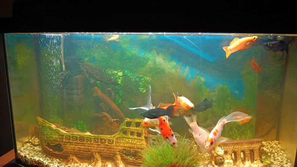 Witam sprzedam akwarium 54l kompletne .