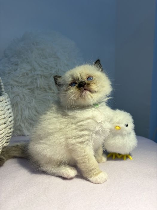 Koteczki o wyjątkowo przyjacielskim charakterze Ragdoll z KittyandLove*PL