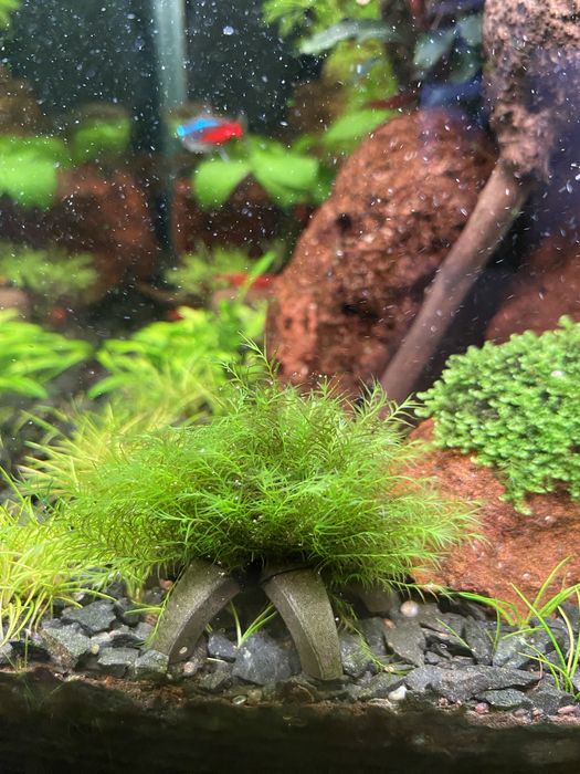 Phoenix moss mech na kratce 6,5x6,5 cm