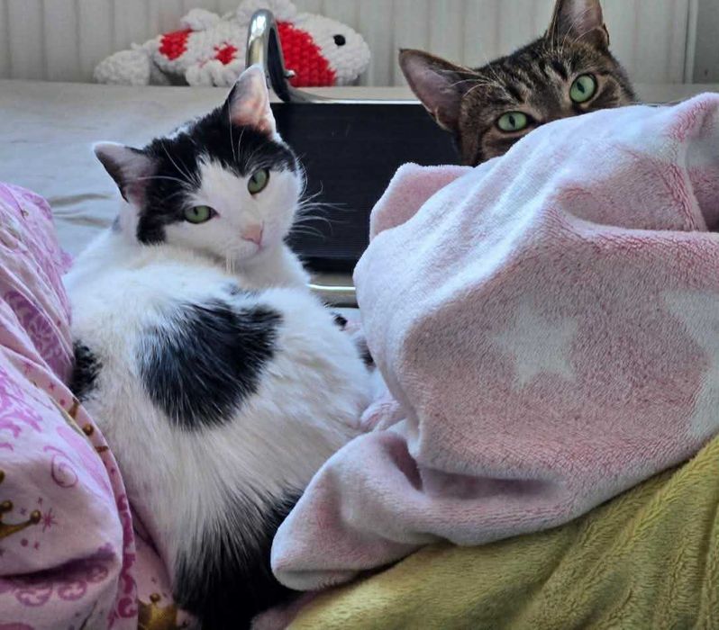 Amelka tak bardzo potrzebuje domku. Adoptuj!!