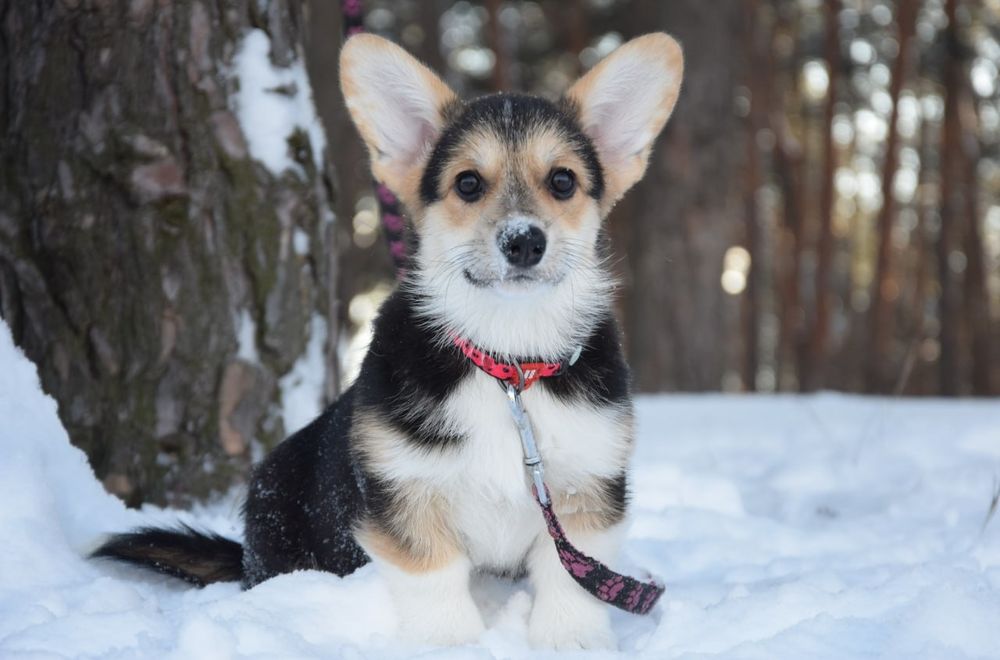 Дівчинка Вельш Коргі Пемброк