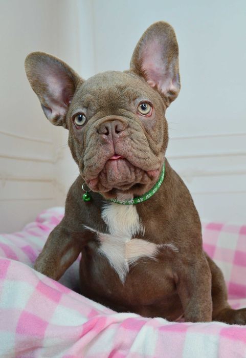 Казкові малюки у пошуках люблячих родин!