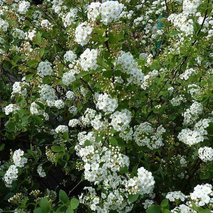 Спирея белая невеста