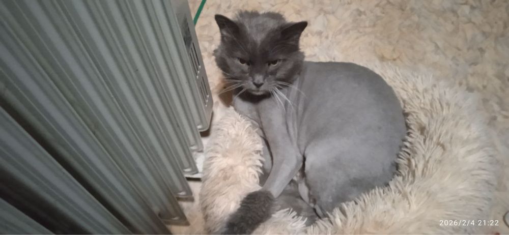 Грумінг для котиків, стрижка кота на виїзд, тиха машинка