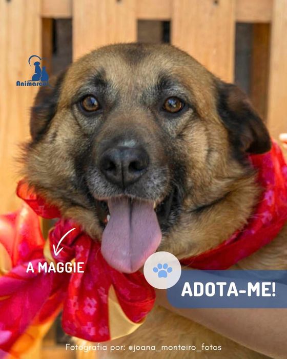 Maggie - cadela porte medio grande para adoção