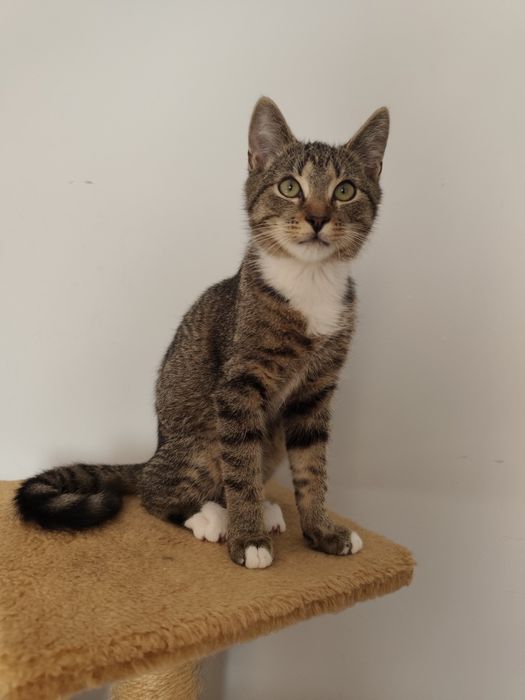 Rodzeństwo do adopcji