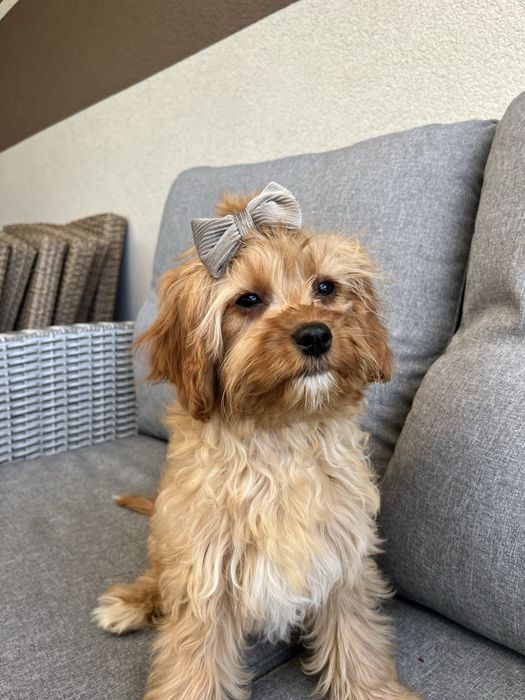 Cudowna suczka cavapoo gotowa do odbioru