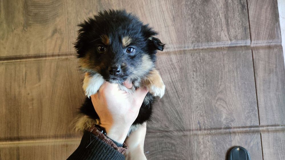 Цуцики шукають люблячих людей