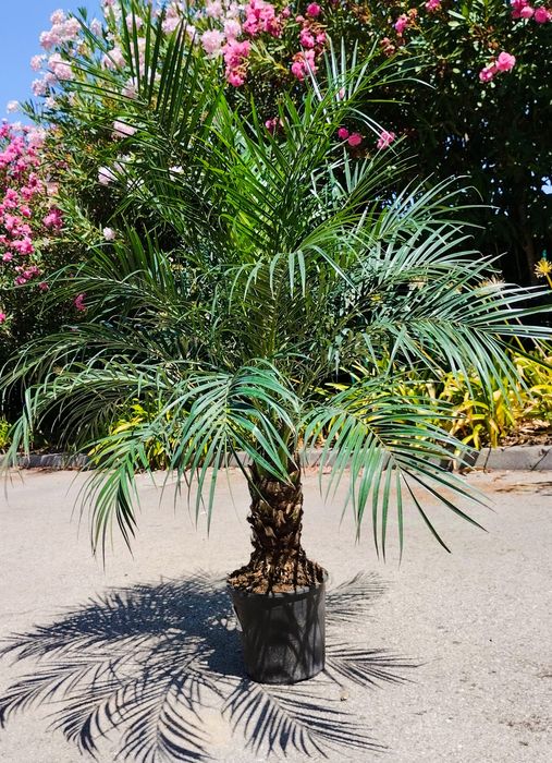Palmeiras Phoenix roebelenii, ou tamareiras anãs