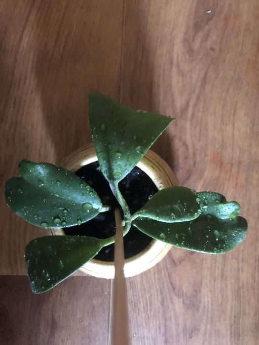 Хойя керри вьющееся красивоцветущее ароматное комнатное растение