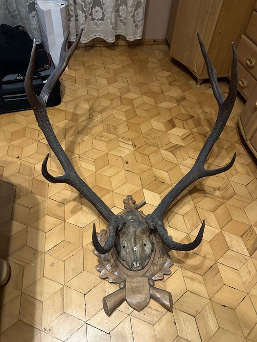 Poroże jelenia zrzut rogi 83 cm