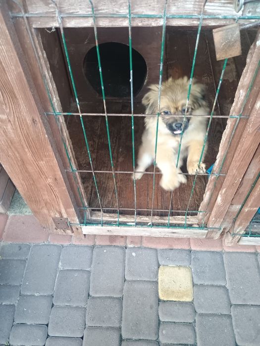 Продам собачку пекінес