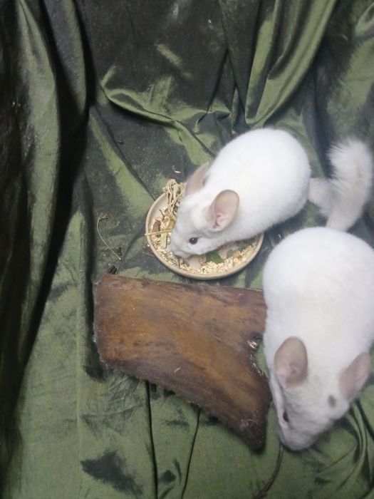 Samczyki białe pinki