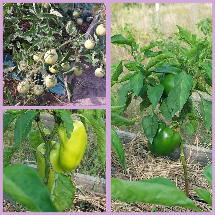 Земельна ділянка