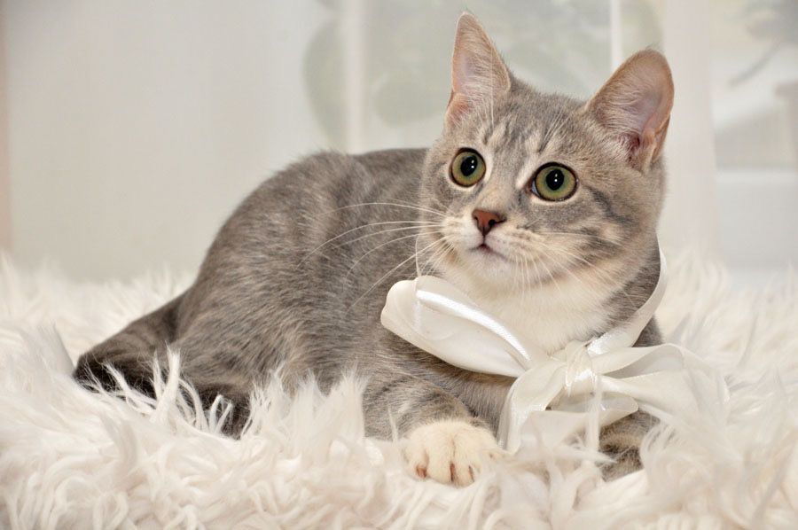 Чудова  грайлива дівчинка