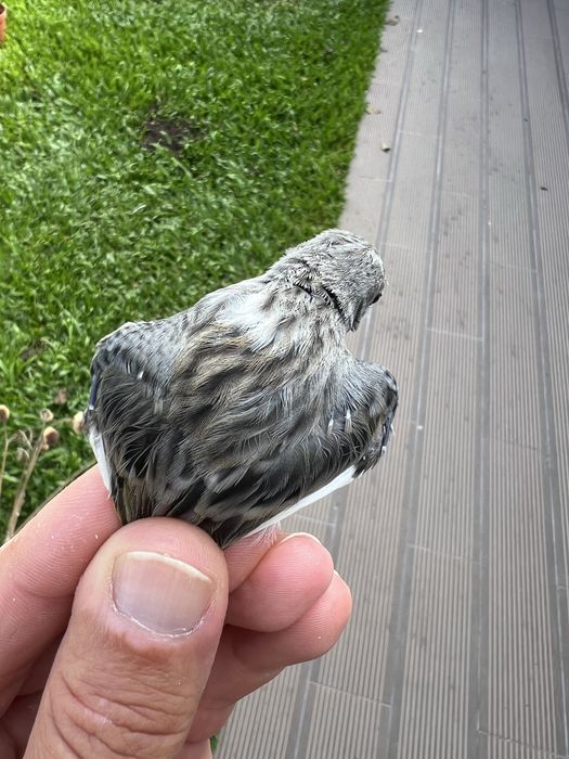 Canario espanhol miniatura
