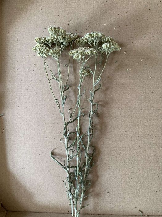 Полинь гірка та деревій сушений