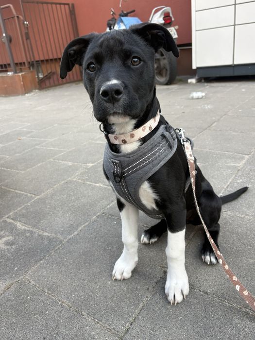 Oddam suczke 5miesiecy