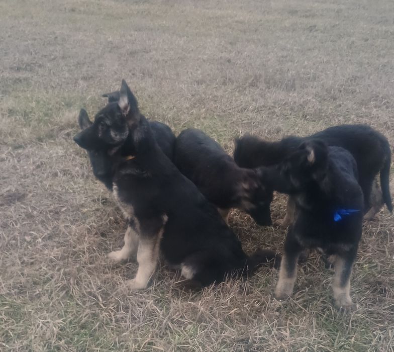 Щенки восточно-европейской овчарки