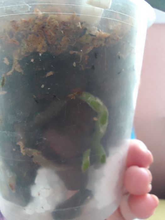 Продам Орхідея шиліриана сільвер