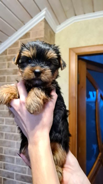 Йоркширський тер'єр