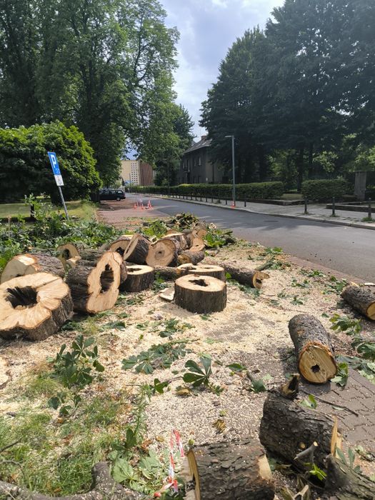 Oddam drzewo kasztan za darmo