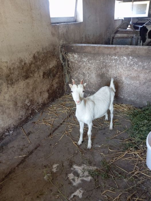 Продам    козочку