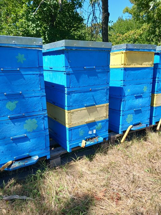 Продам пасіку 70 бджолосімей