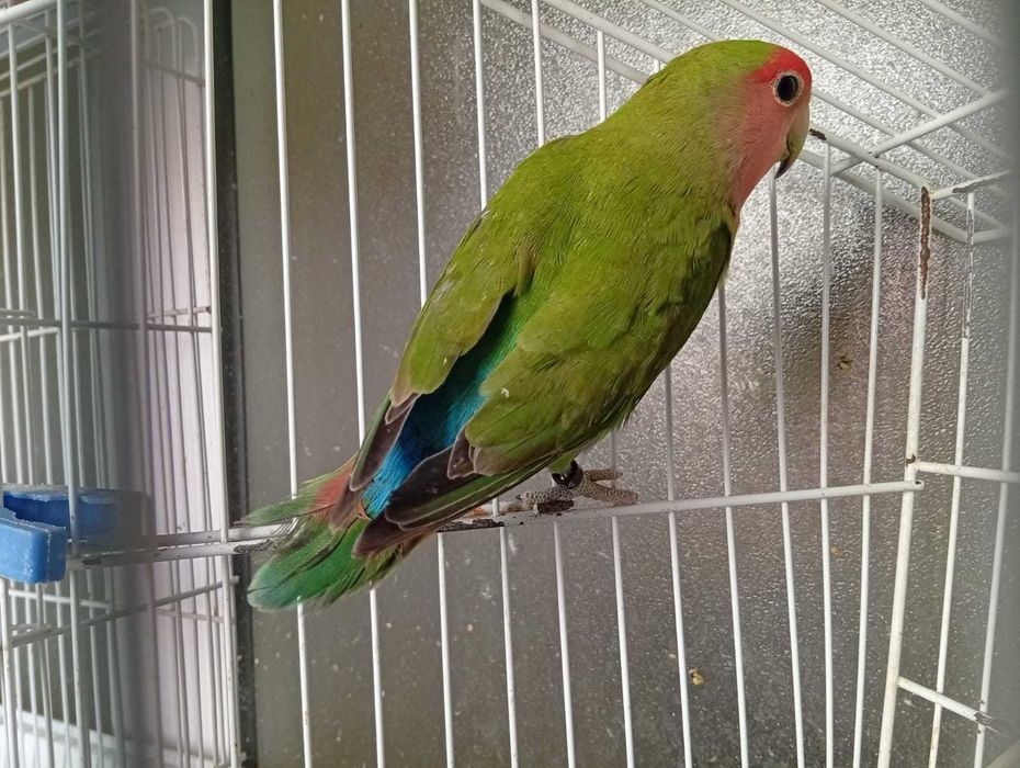 Agapornis roseicollis verde, macho 2025