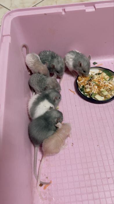 Щурики дамбо-рекс