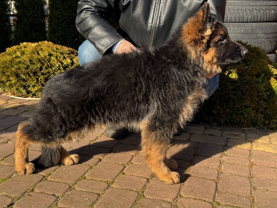 Owczarek Niemiecki Długowłosy ZKwP / FCI szczenię