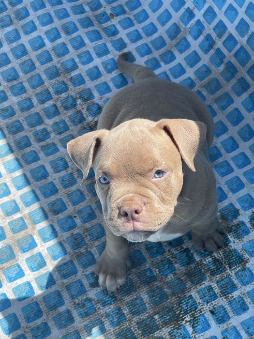 Американский булли стандарт хл и покет