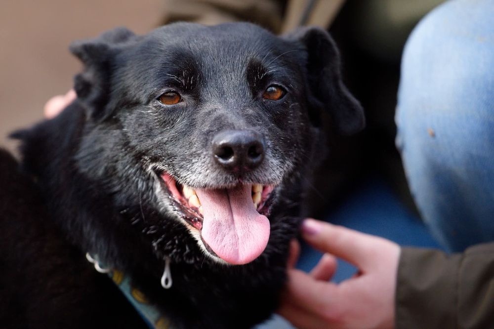 Monia, urocza sunia, w schronisku od szczeniaka