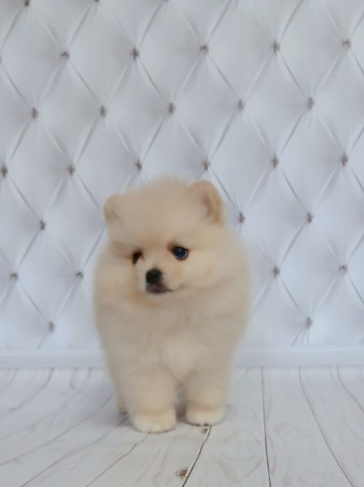 Маленькі ведмежата