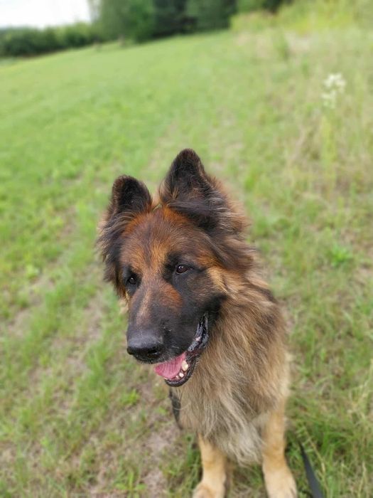 RAMBO!  oddany do schroniska, szuka domu na zawsze