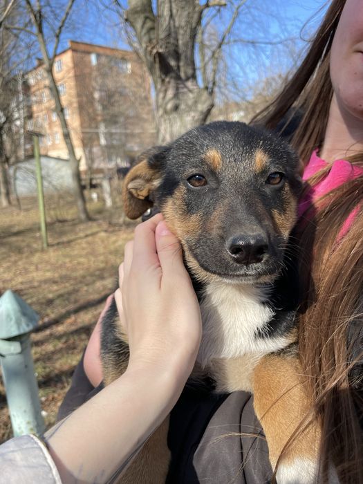 Ніжні дівчатка потребують дім!