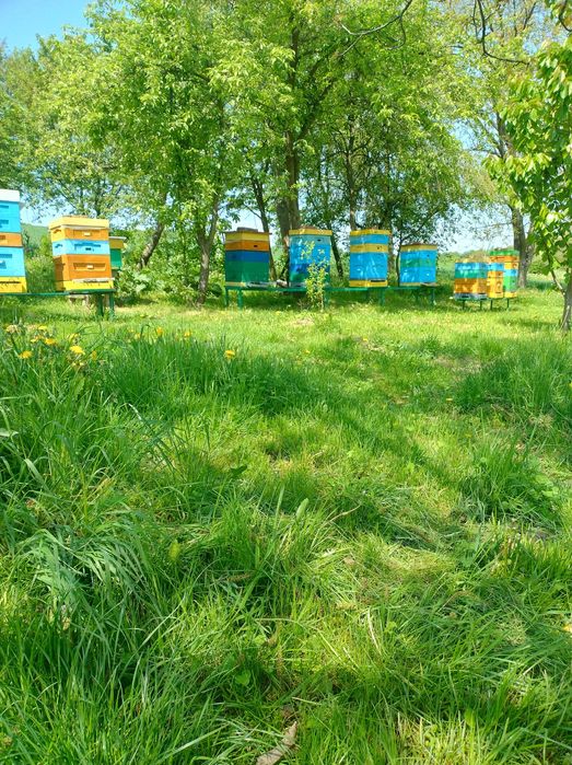 Odkłady PSZCZELE 2026