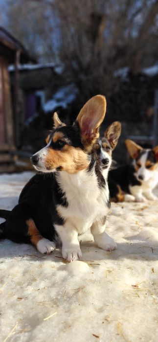 Вельш коргі кардиган