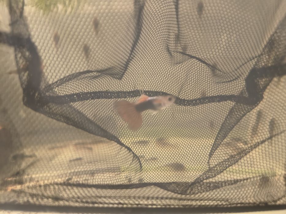 Gupika koi tuxedo samce