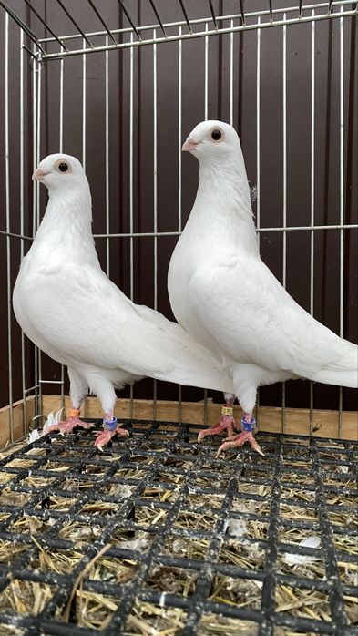 Cepele, ceple, cepelki