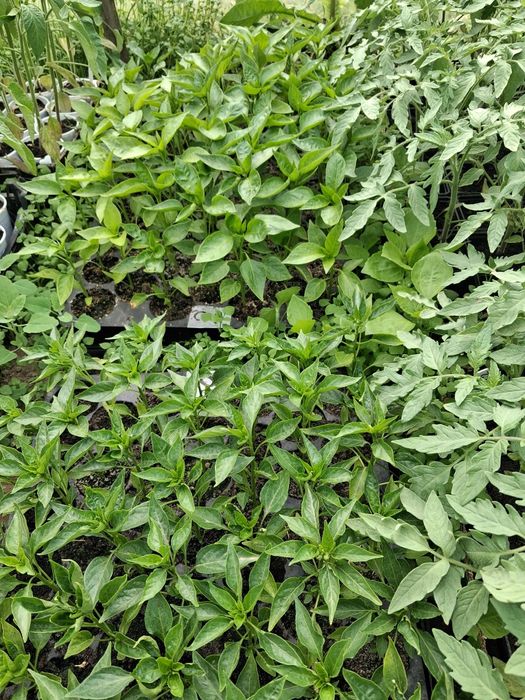 Rosada pomidora I papryki
