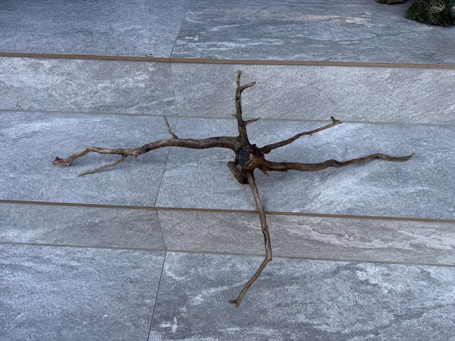 Korzeń akwarium terrarium krewetkarium naturalny ozdoba