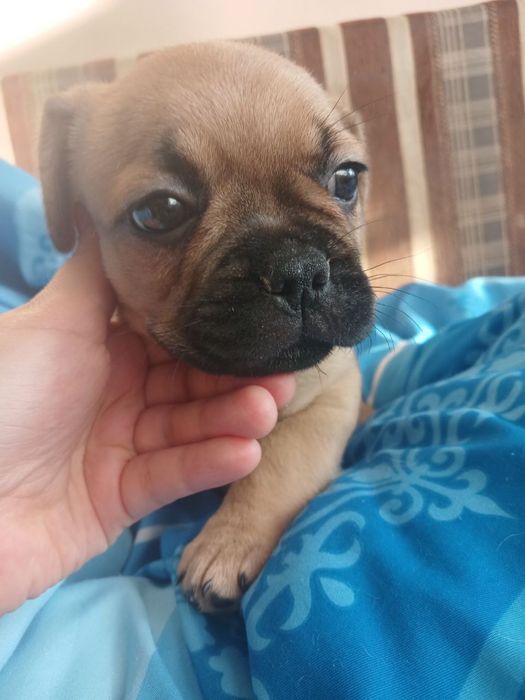 Віддаємо в добрі руки собачку